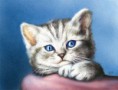 /album/fenykepgaleria/cica2-jpg/