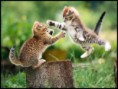 /album/fenykepgaleria/cica4-jpg/