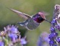 /album/fenykepgaleria/kolibri1-jpg/
