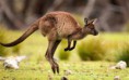 /album/fenykepgaleria/animal4c-2296997i-jpg/