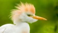 /album/fenykepgaleria/animal-bird-animal-backgrounds-animal-bird-25907-jpg/