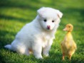 /album/fenykepgaleria/animal-pictures-pet-photography-557-12-jpg/