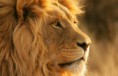 /album/fenykepgaleria/big-wildlife-and-animal-volunteer-jpg/